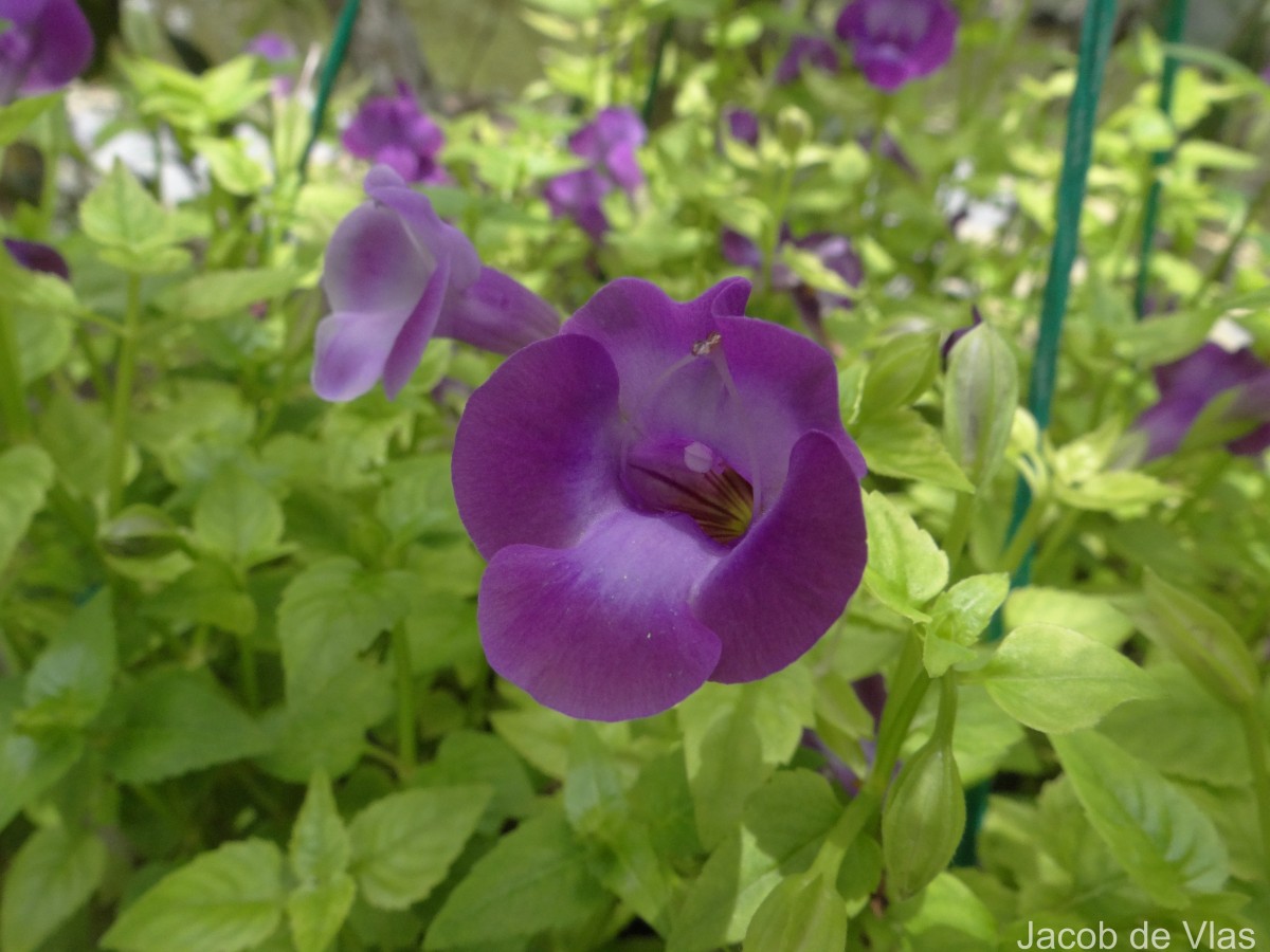 Torenia fournieri Linden ex E.Fourn.